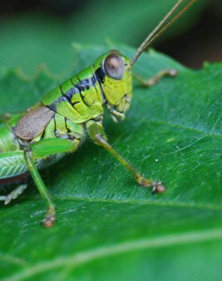 Grasshopper per Rhino